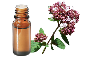 Olio essenziale di Origano comune (O. Vulgare)
