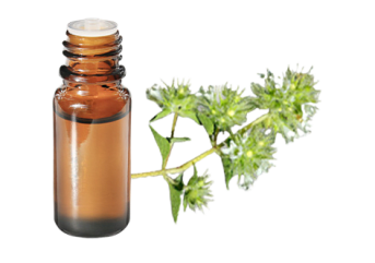 Olio essenziale di Maggiorana silvestre
