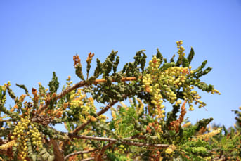 La Boswellie (Boswellia) : découvrez ses bienfaits et comment l'utiliser
