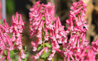 Fumeterre (Fumaria officinalis) : définition, propriétés et bienfaits