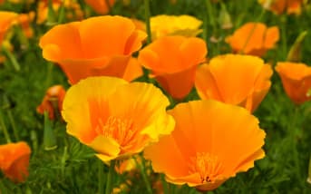 Pavot de Californie (Eschscholzia californica) : définition, bienfaits et utilisations