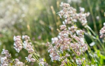 Silène enflé (Silene vulgaris) : définition, propriétés et bienfaits