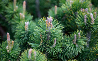 Le Pin (Pinus sylvestris) : origines, vertus et bienfaits pour la santé