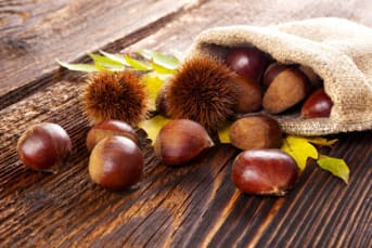 Marrons, châtaignes… nos astuces pour découvrir les fruits comestibles en forêt !