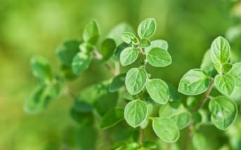 Origan : Définitions, propriétés et bienfaits ?