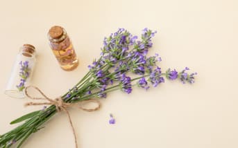 Le parfum de la Lavande, une invitation au calme et au sommeil