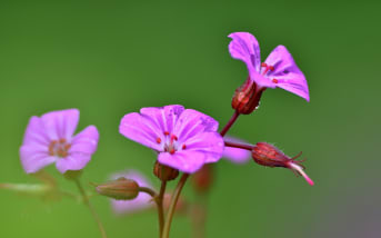 Géranium herbe à Robert (Geranium robertianum) : définition, propriétés et bienfaits