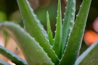 Les bienfaits de l'aloe vera pour apaiser les coups de soleil