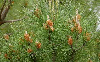 Pin maritime (Pinus pinaster) : Définition, bienfaits et utilisations 