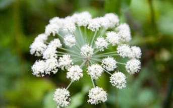 Angélique des bois (Angelica sylvestris) : définition, propriétés et bienfaits