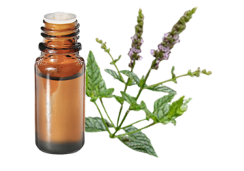 Olio essenziale di Menta verde