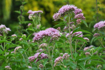 Eupatoire chanvrine (Eupatorium cannabinum) : définition, propriétés et bienfaits