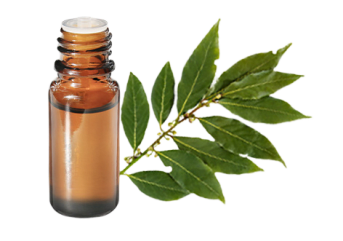 Olio essenziale di Alloro