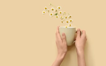 Camomille allemande et sommeil : quel lien ?