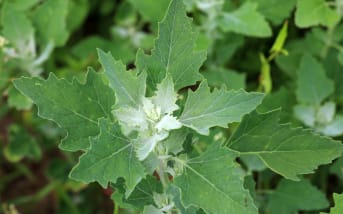 Chénopodes (Chenopodium spp.) : définition, propriétés et bienfaits
