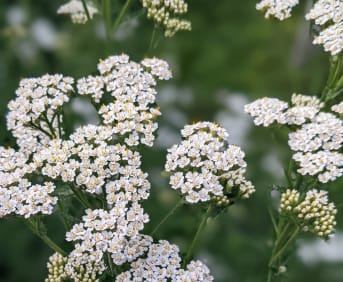 L'Achillée millefeuille (Achillea millefolium) : bienfaits, propriétés et préparation