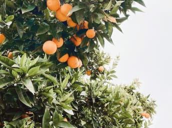 Hydrolat de fleur d'oranger : ses incroyables bienfaits pour la beauté et le bien-être