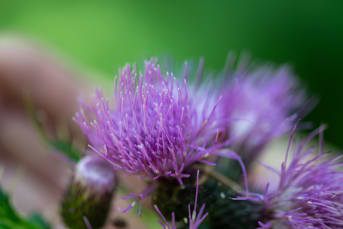 La Bardane (Arctium lappa) : ses bienfaits pour la santé et ses précautions d'utilisation