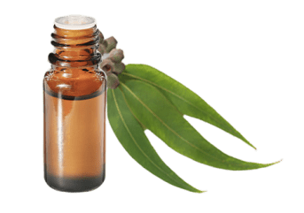 Olio essenziale di Eucalyptus smithii