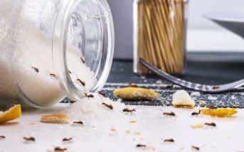 Quels remèdes naturels contre les fourmis