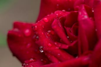 Les bienfaits de l'hydrolat de rose pour une peau fraîche et revitalisée cet été