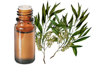 Olio essenziale di Tea tree citronato