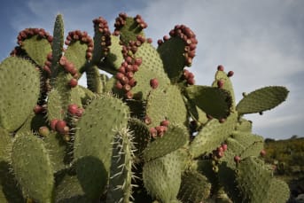 Le Nopal (figuier de Barbarie) : ses bienfaits pour la santé et la peau