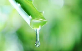 Les dangers de l’Aloe Vera