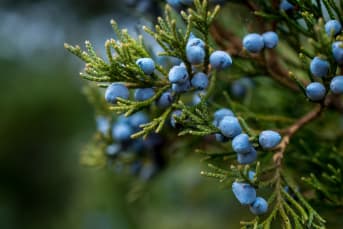 Le Genévrier (Juniperus communis) : ses bienfaits et nos conseils d'utilisations