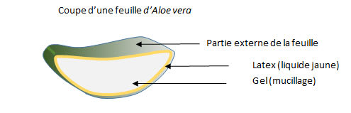 aloe-vera.jpg