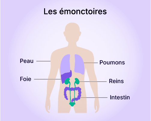 emonctoires-illustration.webp