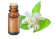 Olio essenziale di Zenzero officinale 