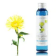 Hydrolat Inule odorante de Corse BIO