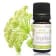 Olio essenziale di Angelica archangelica