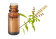 Olio essenziale di Basilico sacro
