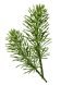 Prêle