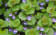 Herbes aromatiques