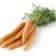 Carota