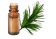Olio essenziale di Cedro dell'Himalaya