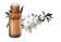 Olio essenziale di Ledum palustre biologico