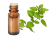 Olio essenziale di Maggiorana dolce (conchiglie)