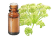 Olio essenziale di Angelica arcangelica