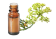 Huile essentielle Christe marine BIO