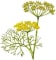 graines de Fenouil