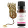Actif cosmétique Algo'Zinc