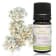 Olio essenziale di Achillea millefoglie