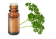 Olio essenziale di Prezzemolo 