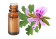 Olio essenziale di Geranio rosa d'Egitto