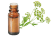 Olio essenziale di Levistico 