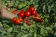 Tomates mûres